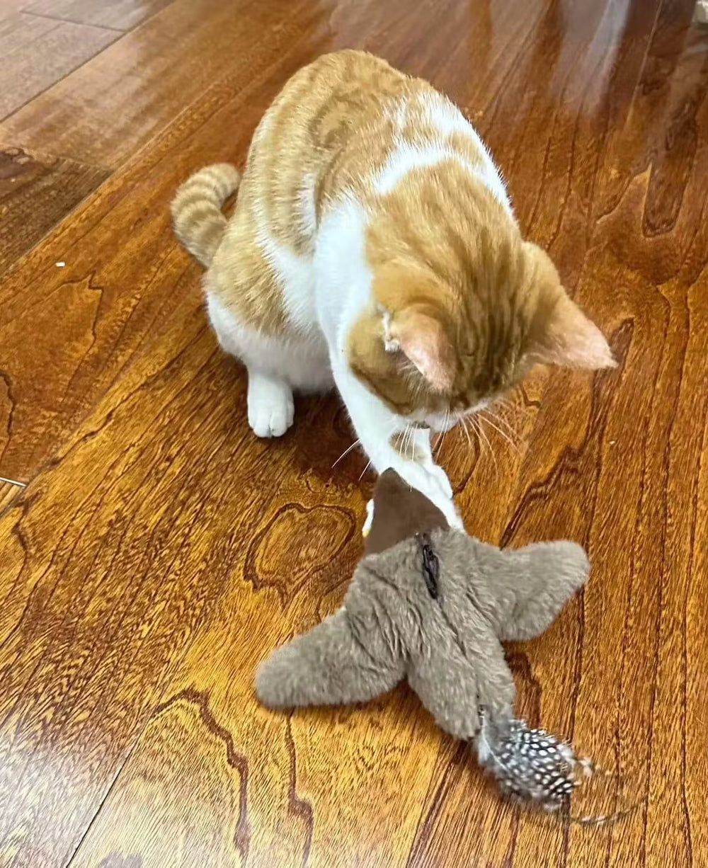 <h2>Zien is geloven: ontdek waarom duizenden kattenbaasjes fan zijn</h2>