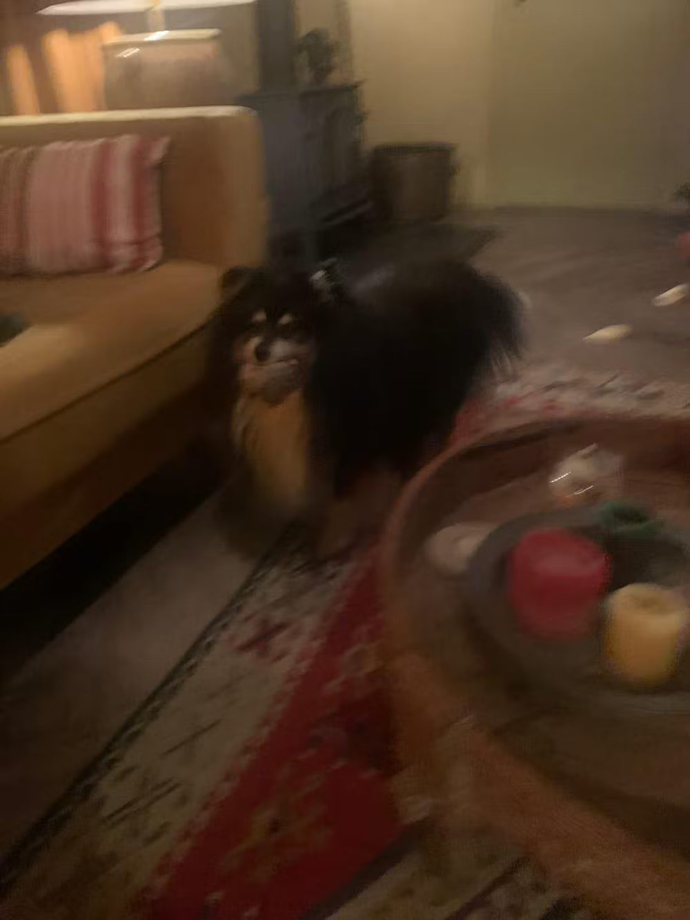 <h2>Zien is geloven: ontdek waarom duizenden kattenbaasjes fan zijn</h2>