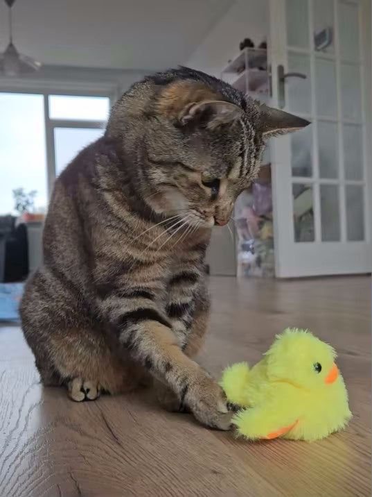 <h2>Zien is geloven: ontdek waarom duizenden kattenbaasjes fan zijn</h2>