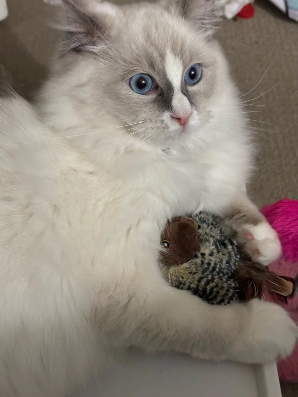 <h2>Zien is geloven: ontdek waarom duizenden kattenbaasjes fan zijn</h2>