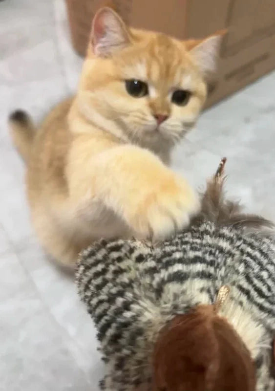 <h2>Zien is geloven: ontdek waarom duizenden kattenbaasjes fan zijn</h2>