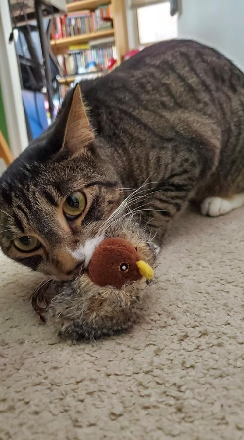 <h2>Zien is geloven: ontdek waarom duizenden kattenbaasjes fan zijn</h2>