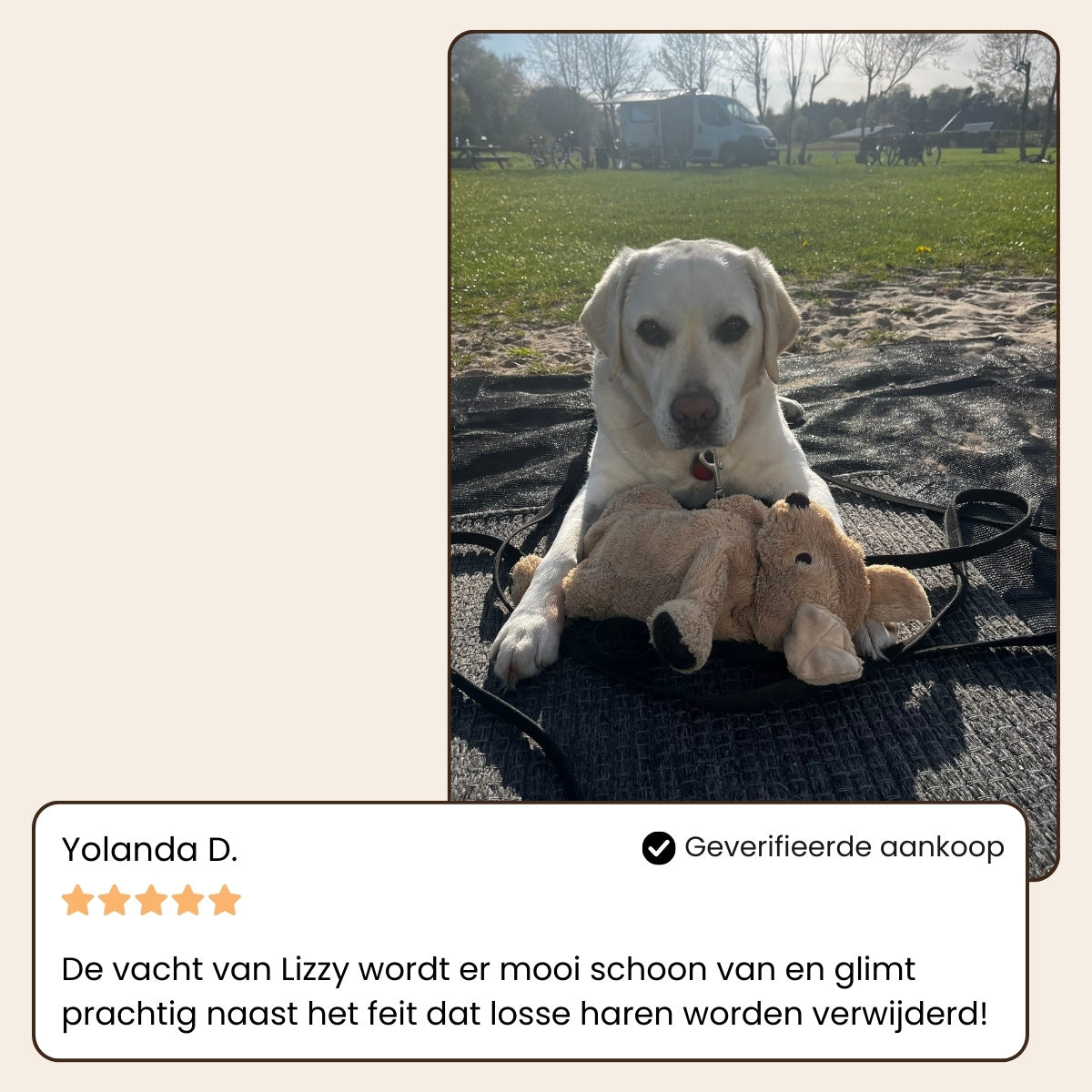 CharmPaws® Steami Pro - Professionele Vachtverzorgings Borstel voor Huisdieren