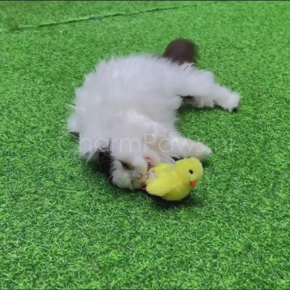 CharmPaws™ Realistische Simulatie Vogel voor Katten - Eend