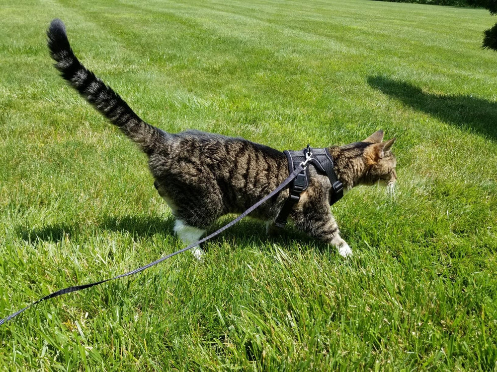 <h2>Zien is geloven: ontdek waarom 12.000+ katteneigenaren fan zijn</h2>
